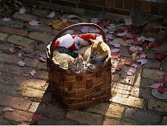 《瑞奇与叮当：分离》更新补丁加入对PS5 Pro支持